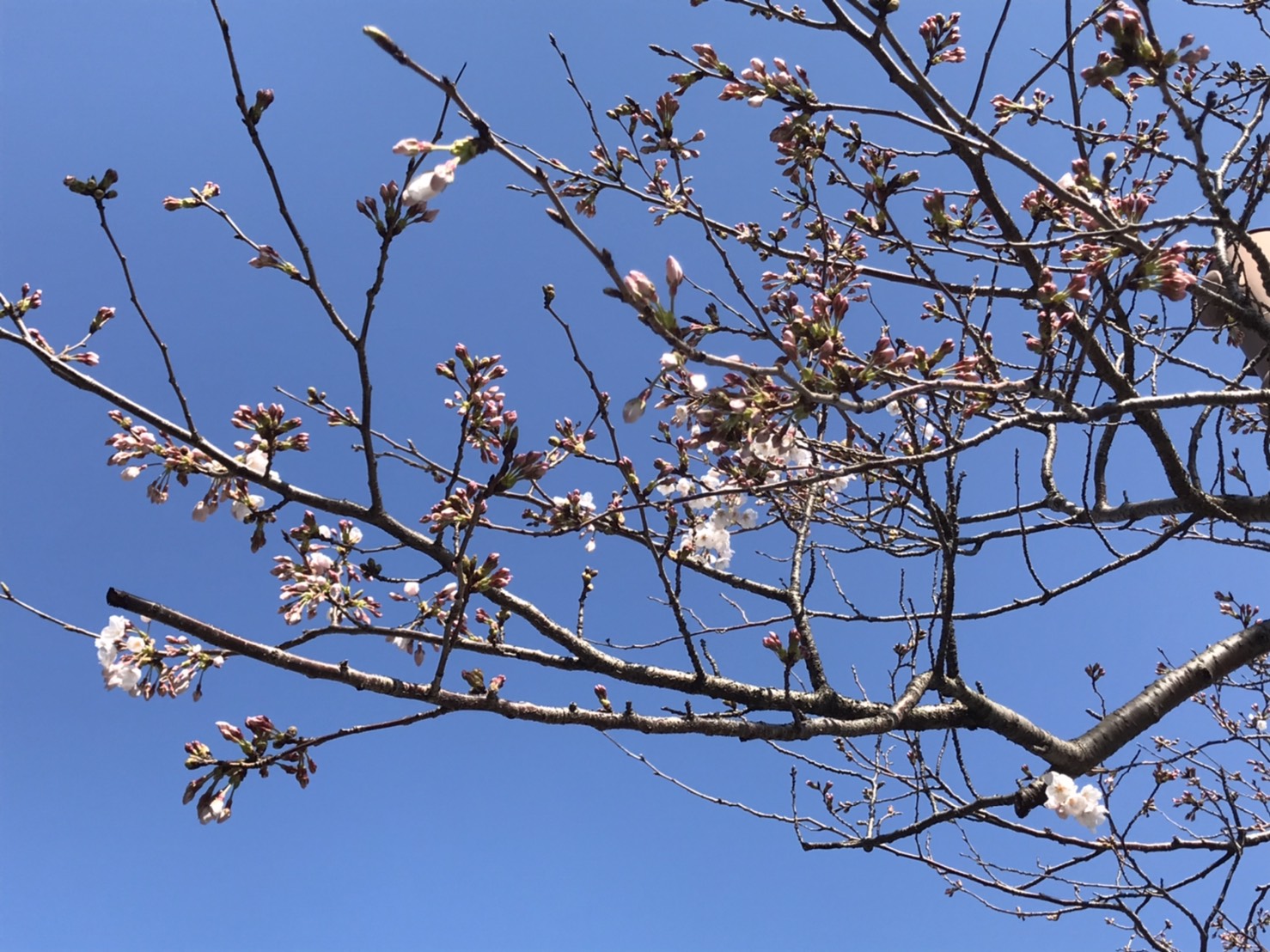 タイトルは、春が待ち通しい！