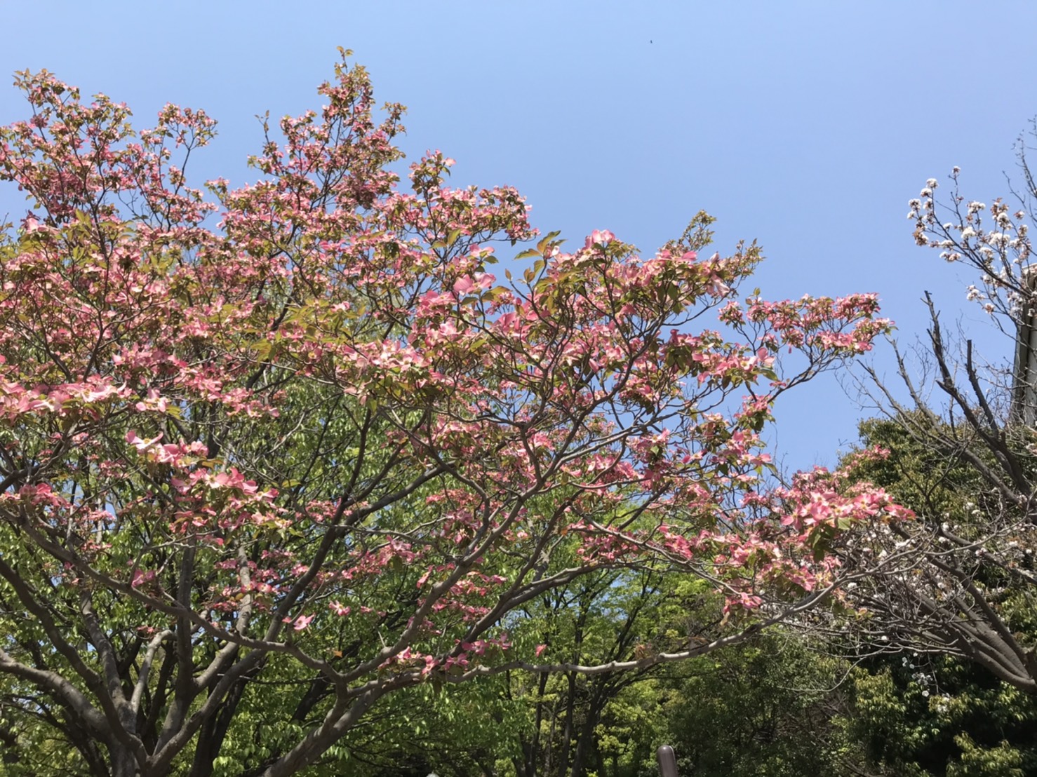 子供の日♪