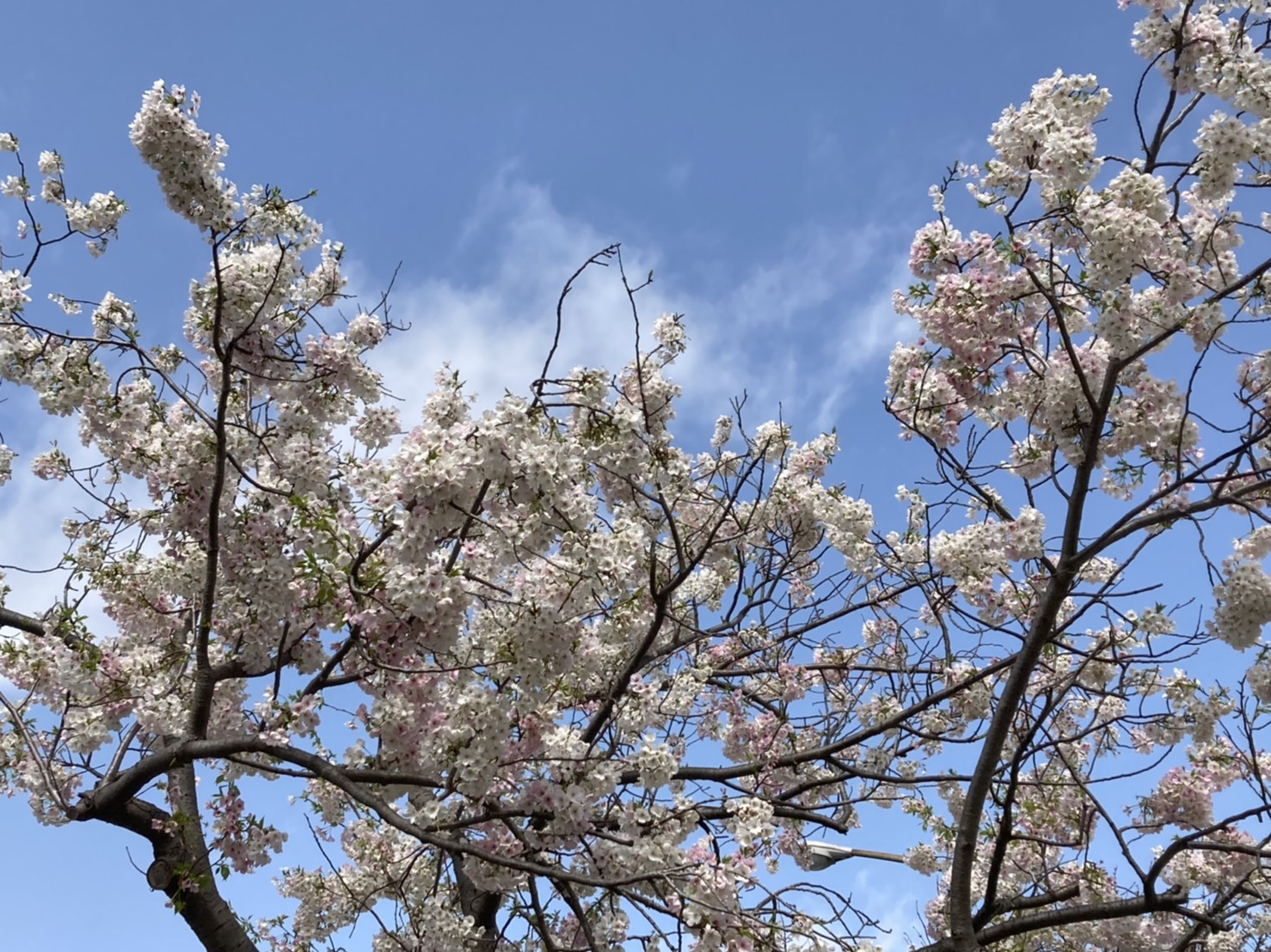 桜満開🌸