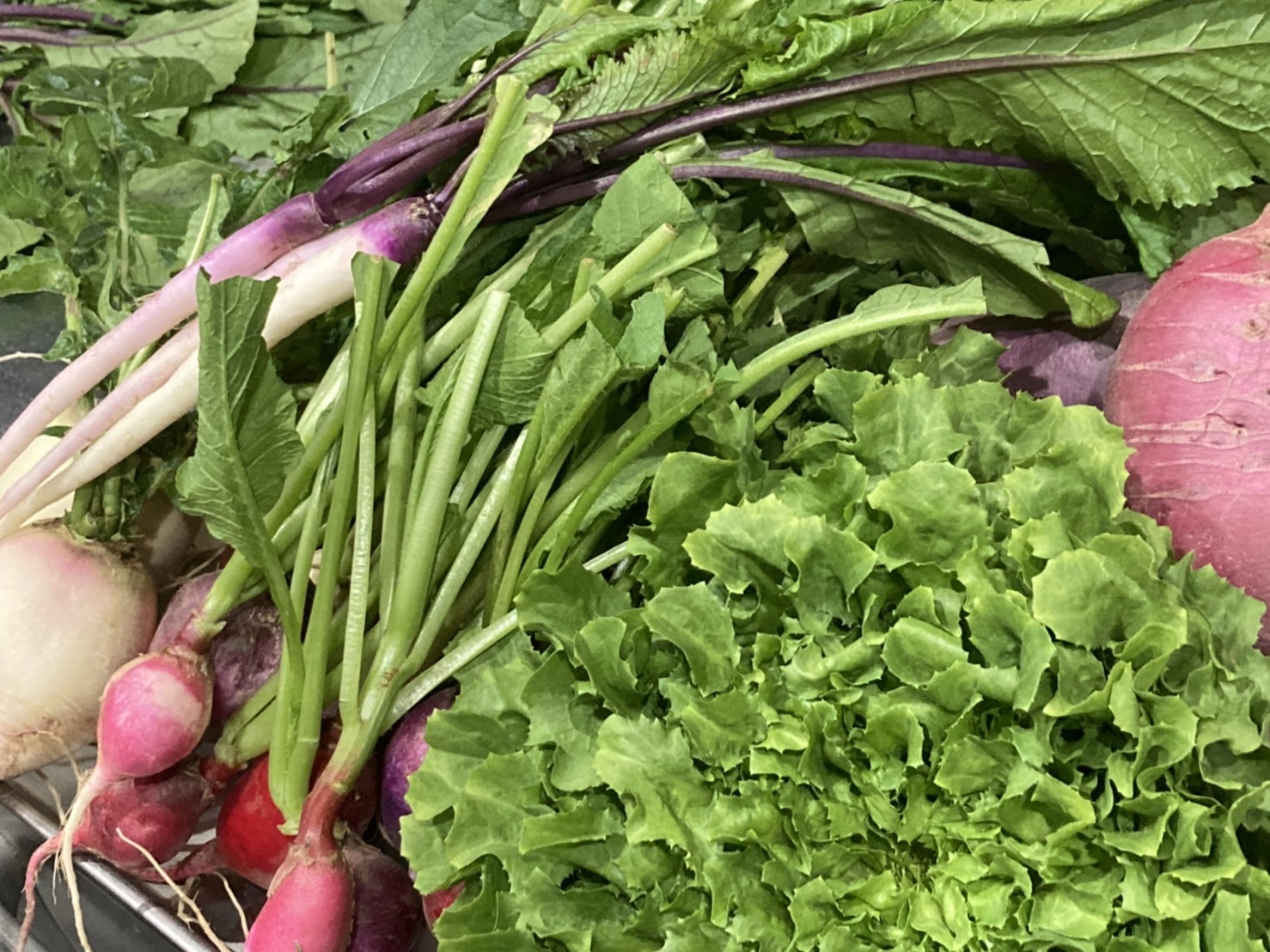 三浦野菜