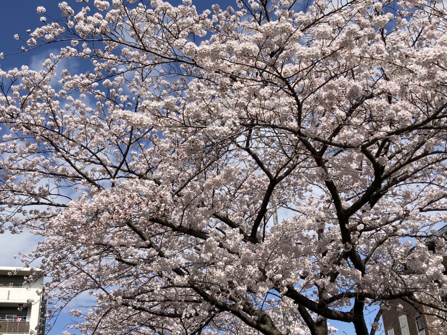 開花♪
